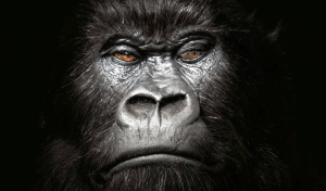 New strain of HIV is related to the simian virus that occurs in Gorrillas.